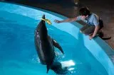 Můj přítel delfín (2011) - Sawyer Nelson