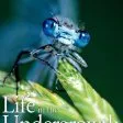 Life in the Undergrowth (2005)