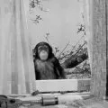 Rodina Addamsovcov (1964-1966) - Chimpanzee
