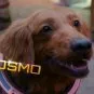 Strážcovia Galaxie: Vianočný špeciál (2022) - Cosmo the Dog