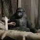 Úsvit planéty opíc (2014) - Koba