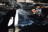 Free Willy 2: The Adventure Home (1995) - Elvis