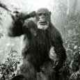 Legenda o Tarzanovi (1984) - Silverbeard, Primate Father