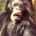 Legenda o Tarzanovi (1984) - White Eyes, Primate Leader