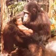 Tarzan / Příběh Tarzana, pána opic (1984) - Infant Tarzan