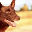 Red Dog - Červený pes (2011) - Red Dog