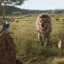 The Lion King (2019) - Young Simba